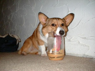 Dog+Licking+Peanut+Butter.jpg