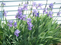 Purple iris flowers