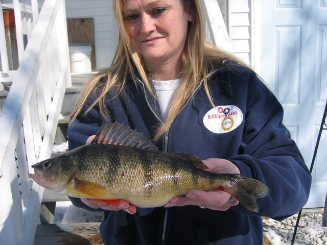 LAKE CHAMPLAIN SLAB YELLOW PERCH