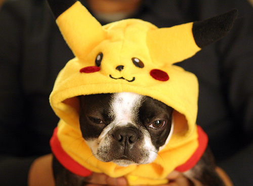pokemon+dog+costume.jpg