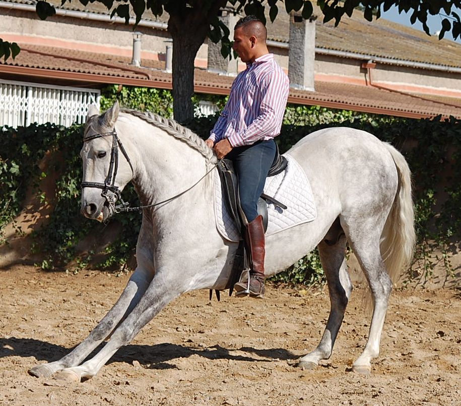 Caballos de Pura Raza Española Andalusian Horses PORTUGUES