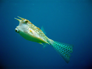 Poisson+vache_Lactoria+cornuta_AQ+(2).JPG