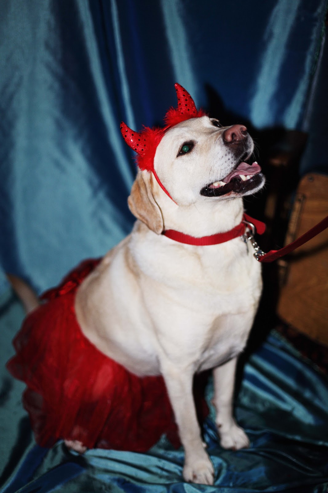 Rebecca Thomas Dog Fancy Dress Party