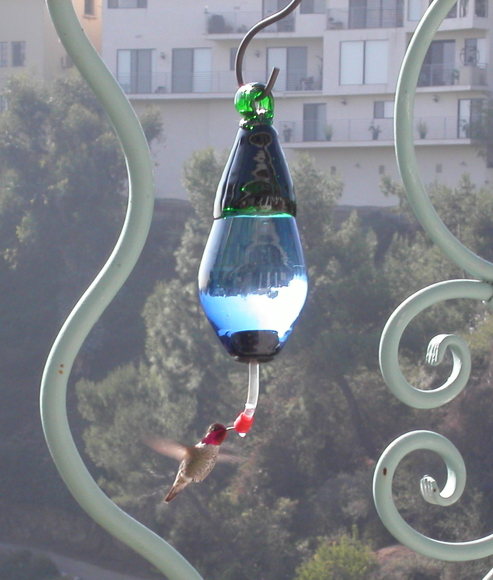 [Humming+Bird+2.JPG]