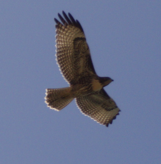 [hawk.JPG]