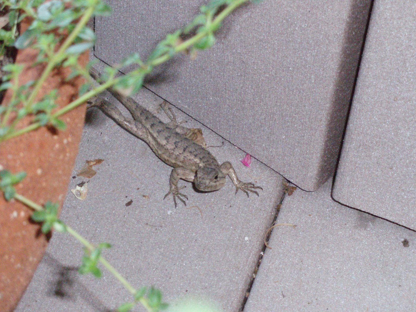 [Lizard.JPG]