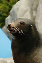 Smiling Seal
