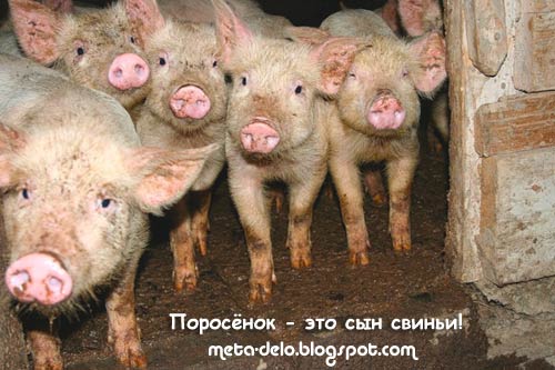 [поросята.jpg]