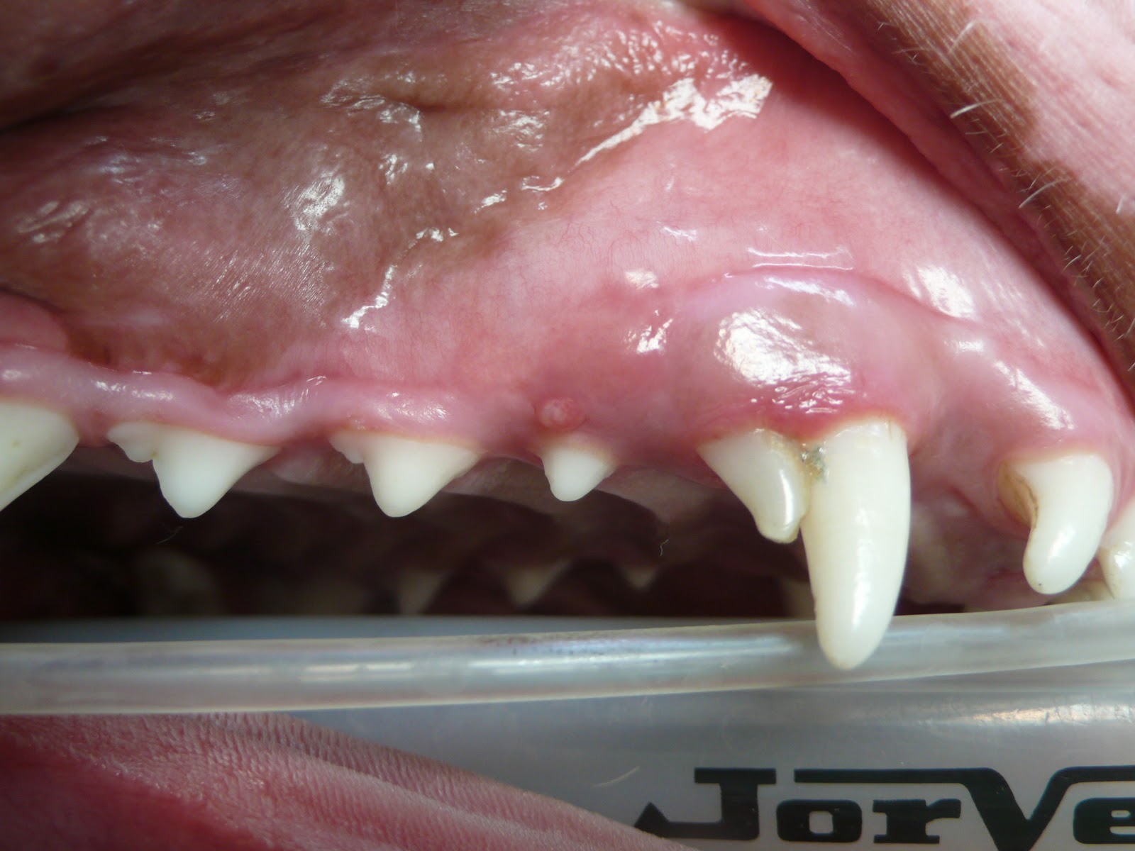 petvet Sometimes baby teeth just will not go away