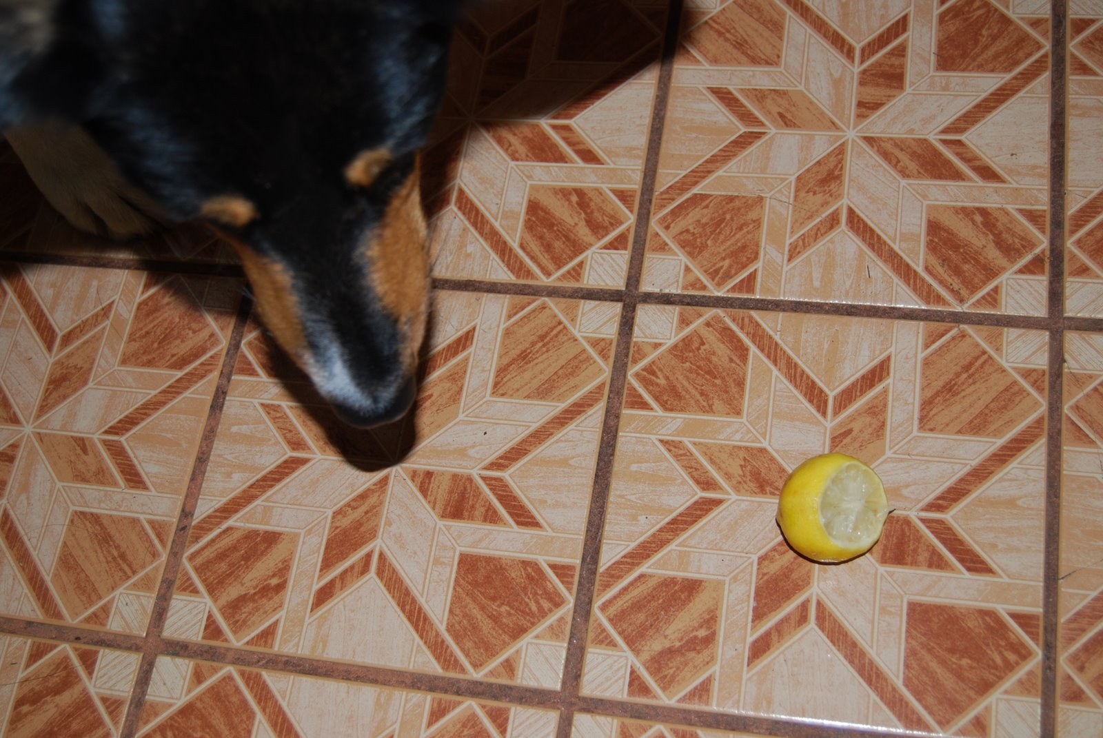 [RLemon1.jpg]