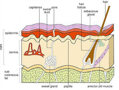 Structure of Human Skin