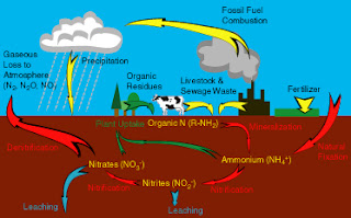 Un camp de margarides: CICLO DEL NITROGENO