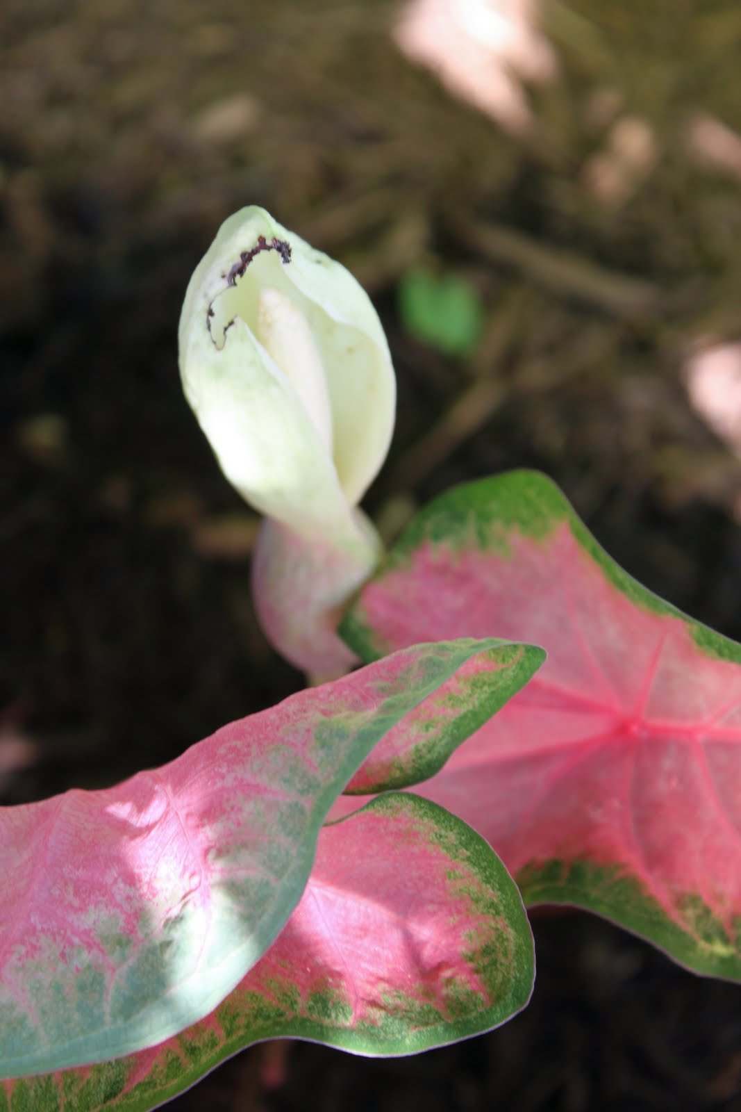 One Plant at a Time I didn't know Caladiums have flowers!!!