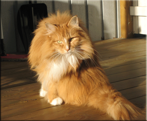 [IMG_6005.gif]