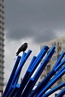 A solitary crow perched on blue modern art
