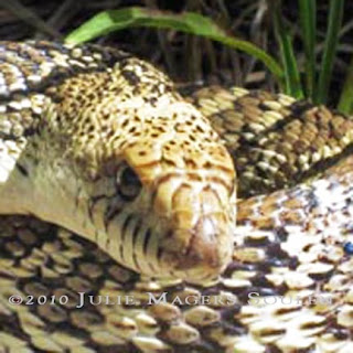 Bullsnake Face