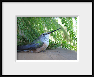 A broad-tailed female hummingbird rests next to a green plant.