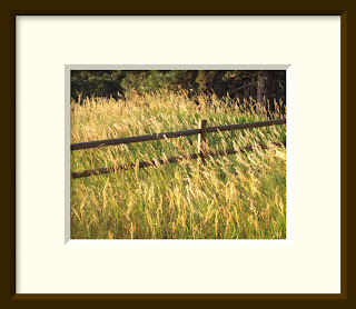 Golden grass gently sways in the early morning light.