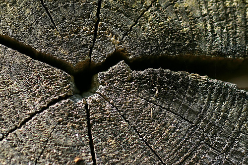 [1375024516_98f64bae73.jpg]