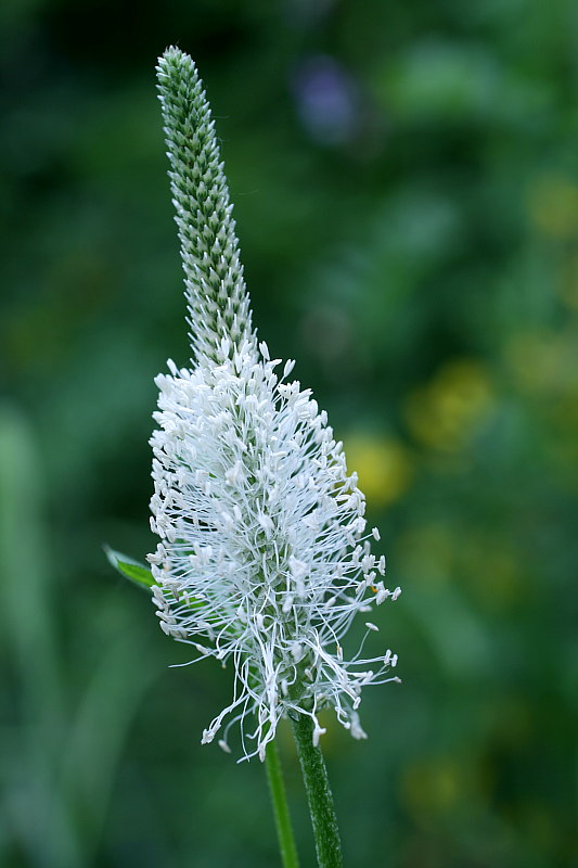 [flor_allargada.jpg]