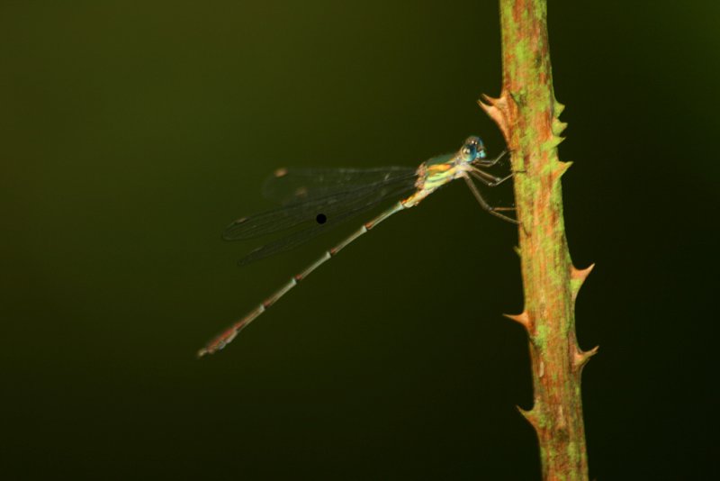 [libelula.jpg]