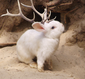 [jackalope_by_staceyjohle.png]