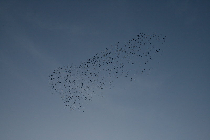 [IMG_7484.redimensionada.JPG]