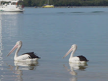 Pelicans at Ballina