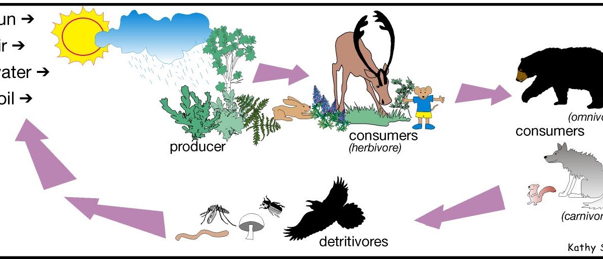 short food chain example