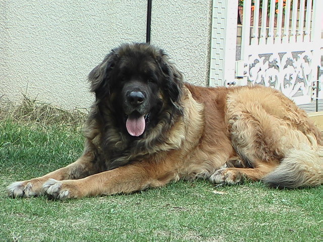 Petwatch Fuer die Partnerschaft Mensch Hund Human Dog Bonding