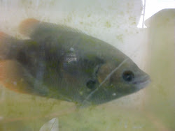 Ikan Kaloi (Sabah Kaloi)