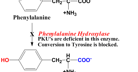 adhd phenylalanine dopamine