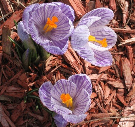 [crocus.jpg]