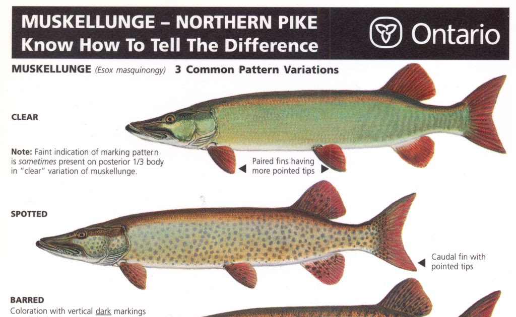 Pike flyfishing articles Off the chart!