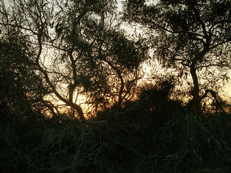 [DSC08974.JPG]