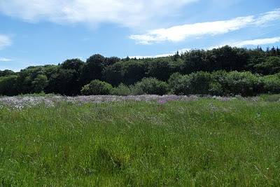 Wildflower field