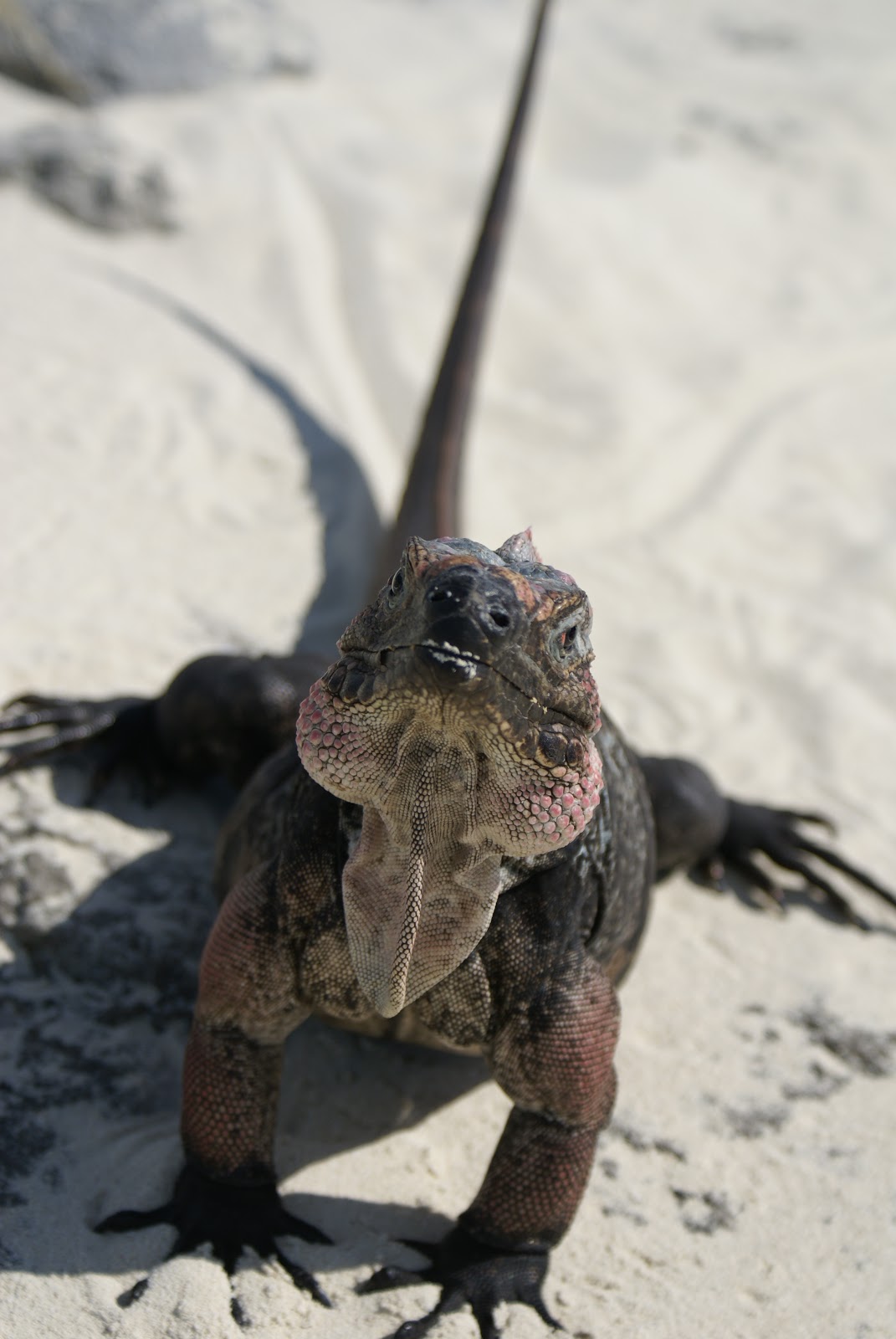 bump-on-bearded-dragon-chin-7.jpg
