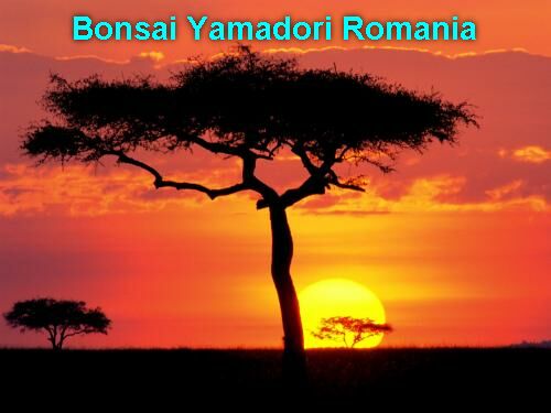 Bonsai Yamadori Romania