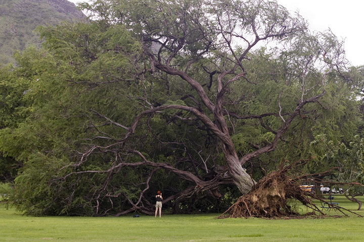 [TREE.jpg]