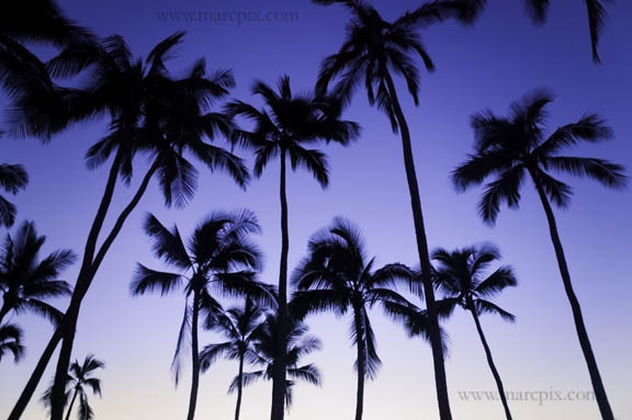 [palms+with+orange+glow.jpg]