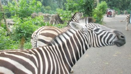 Around my World: Taman Safari Indonesia
