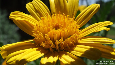 yellow gold flower petals