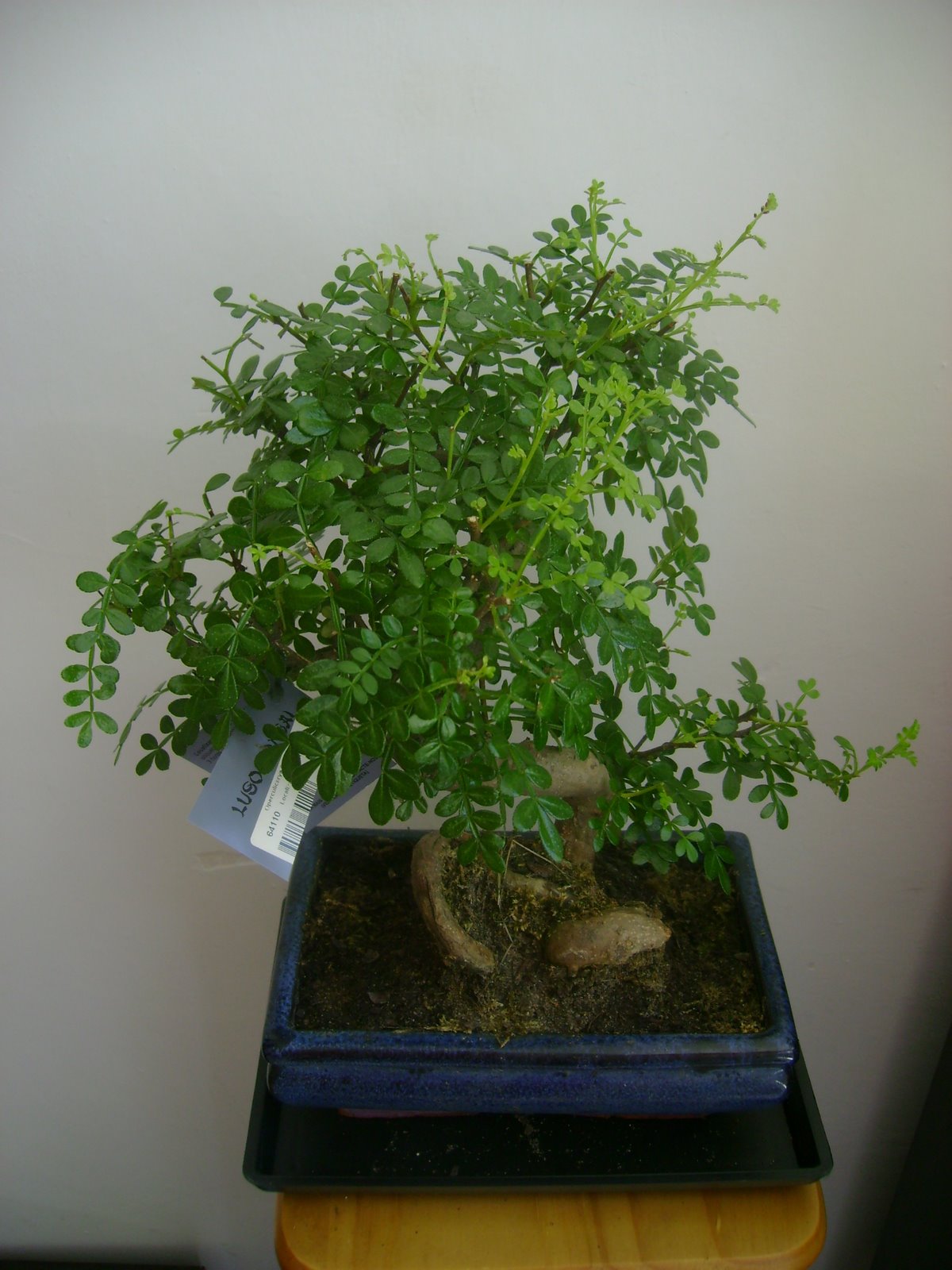[DSC00409.jpg]