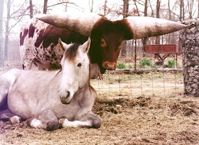 largest horns pics