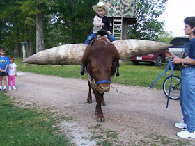largest horns photos