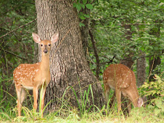 Fawns