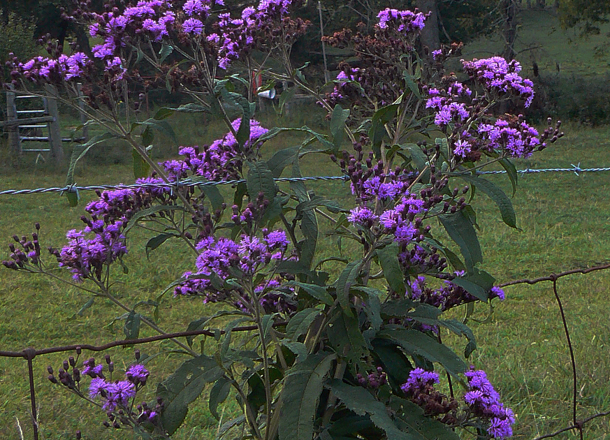 Tennessee Wildflowers What's That Purple Flower Out There?