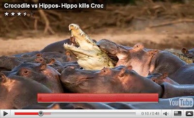 Crocodile Vs Hippo