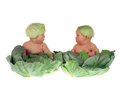 [Cabbage-Kids.jpg]