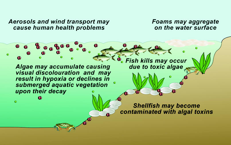 SCIENTIFICT Neurotoxic Shellfish Poisoning